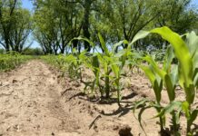 A home gardener’s guide to corn