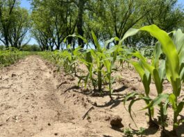 A home gardener’s guide to corn