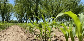 A home gardener’s guide to corn