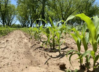 A home gardener’s guide to corn