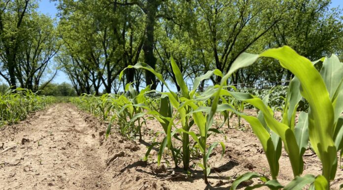 A home gardener’s guide to corn