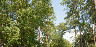 Voters overwhelmingly approve state parks amendment