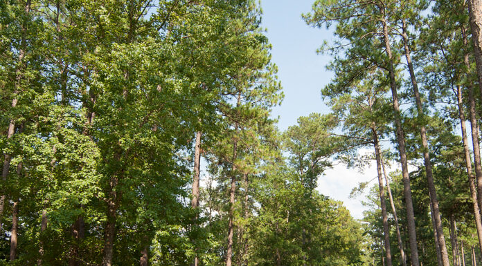 Voters overwhelmingly approve state parks amendment