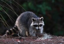 Cullman County rabies cases in 2021; annual rabies clinic scheduled June 4