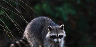 Cullman County rabies cases in 2021; annual rabies clinic scheduled June 4
