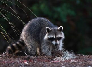 Cullman County rabies cases in 2021; annual rabies clinic scheduled June 4