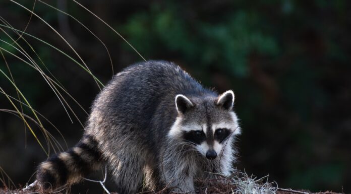 Cullman County rabies cases in 2021; annual rabies clinic scheduled June 4