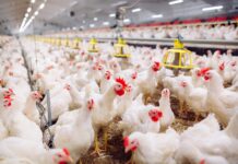 Alabama poultry’s environmental excellence