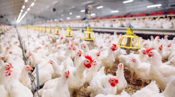 Alabama poultry’s environmental excellence