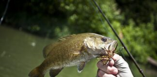 Alabama Department of Public Health issues 2022 Fish Consumption Advisories