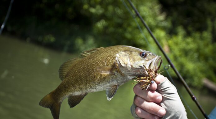 Alabama Department of Public Health issues 2022 Fish Consumption Advisories