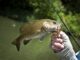 Alabama Department of Public Health issues 2022 Fish Consumption Advisories