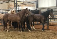 Bureau of Land Management offers $1000 adoption incentives to give wild horses good homes