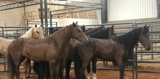 Bureau of Land Management offers $1000 adoption incentives to give wild horses good homes