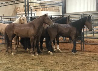 Bureau of Land Management offers $1000 adoption incentives to give wild horses good homes