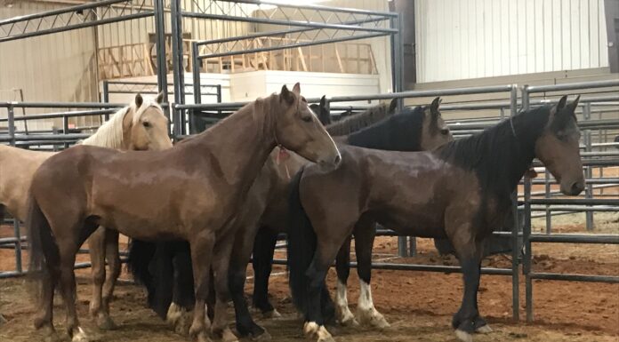Bureau of Land Management offers $1000 adoption incentives to give wild horses good homes