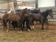 Bureau of Land Management offers $1000 adoption incentives to give wild horses good homes