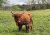 Gleann Brook Acres providing better beef with pasture-raised Highland cattle