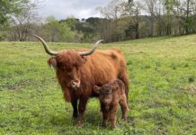 Gleann Brook Acres providing better beef with pasture-raised Highland cattle