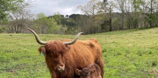 Gleann Brook Acres providing better beef with pasture-raised Highland cattle