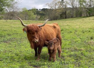 Gleann Brook Acres providing better beef with pasture-raised Highland cattle