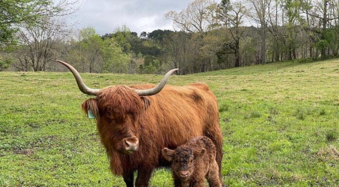 Gleann Brook Acres providing better beef with pasture-raised Highland cattle