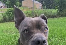 Pet of the Week: Share some love with Thena!