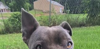 Pet of the Week: Share some love with Thena!