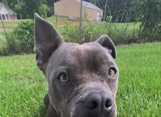 Pet of the Week: Share some love with Thena!