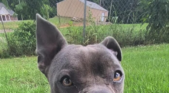 Pet of the Week: Share some love with Thena!