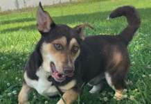 Pet of the Week: Have some fun with Henry!