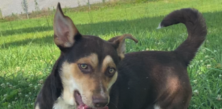 Pet of the Week: Have some fun with Henry!