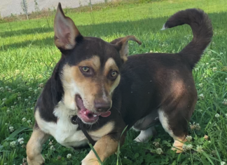 Pet of the Week: Have some fun with Henry!