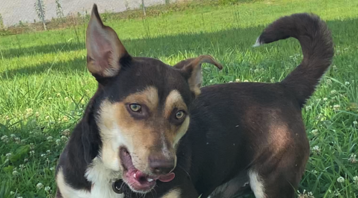 Pet of the Week: Have some fun with Henry!