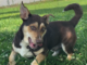 Pet of the Week: Have some fun with Henry!