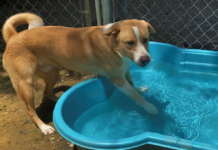 Pet of the Week: Find a hero in Thor!