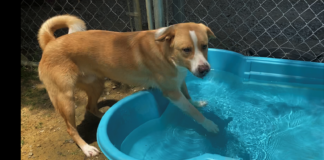 Pet of the Week: Find a hero in Thor!