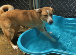 Pet of the Week: Find a hero in Thor!