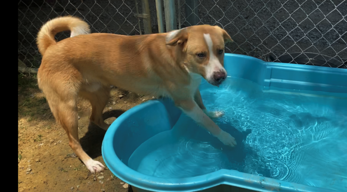 Pet of the Week: Find a hero in Thor!