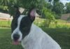 Pet of the Week: Treat yourself to Trixie!