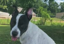 Pet of the Week: Treat yourself to Trixie!