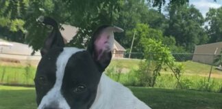 Pet of the Week: Treat yourself to Trixie!