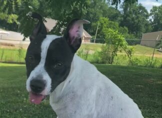 Pet of the Week: Treat yourself to Trixie!