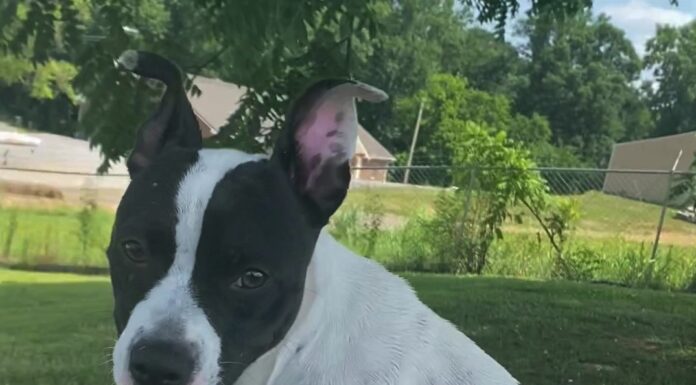 Pet of the Week: Treat yourself to Trixie!