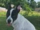Pet of the Week: Treat yourself to Trixie!