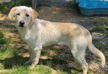 Bonus Pet of the Week: Form a bond with Bruiser!