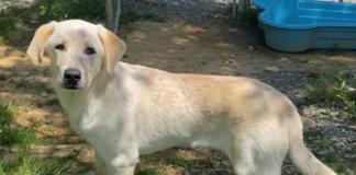 Bonus Pet of the Week: Form a bond with Bruiser!