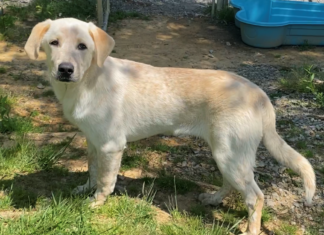 Bonus Pet of the Week: Form a bond with Bruiser!