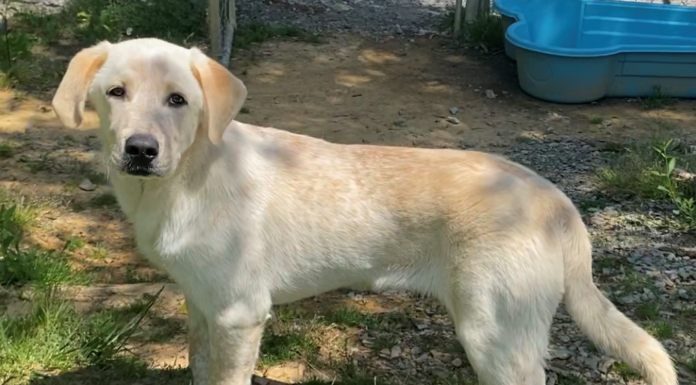 Bonus Pet of the Week: Form a bond with Bruiser!