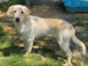 Bonus Pet of the Week: Form a bond with Bruiser!